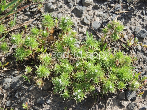 navarretia, needle-leaf